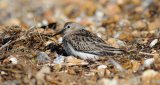 Dunlin