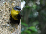 Eastern Yellow Robin