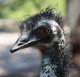 Bad Hair Day (Captive Emu)