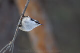 Eurasian Nuthatch