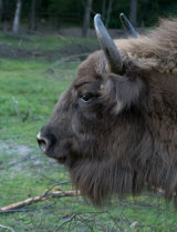 European Bison (Captive)