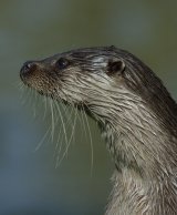 European Otter (Captive)