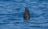 False KIller Whale Spyhopping