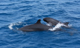 False Killer Whales