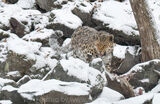 Female Amur Leopard in Falling Snow