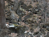 Female Amur Leopard