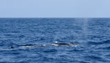 Fin Whale