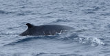 Fin Whale