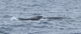 Fin Whale