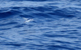 Flying Fish