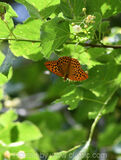 Silver-washed Fritillary