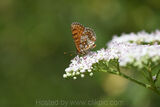 Heath Fritillary
