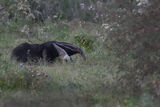 Giant Anteater