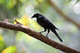 Giant Cowbird