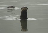 Giant Otters