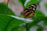 Glasswing Butterfly (Captive)