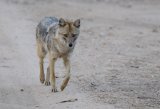 Golden Jackal