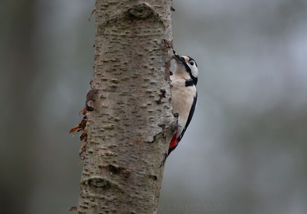Great Spotted Woodpecker