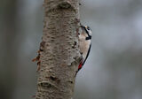 Great Spotted Woodpecker