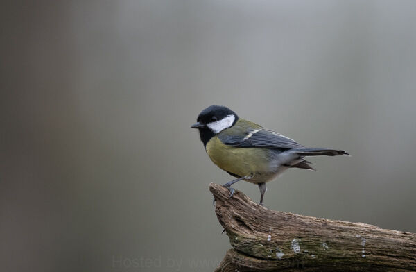 Great Tit