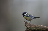 Great Tit