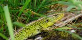 Green Lizard