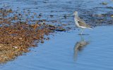 Greenshank