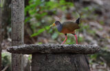 Grey-cowled Wood Rail