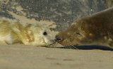 Grey Seal Mother And Newly Born Pup