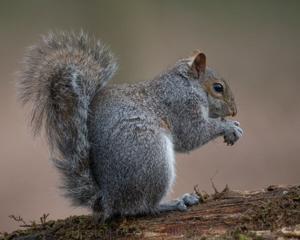 Grey Squirrel