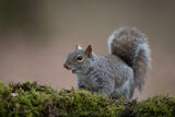 Grey Squirrel