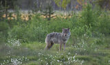 Grey Wolf