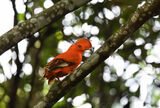 Guianan Cock of the Rock
