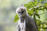 Colombia - Harpy Eagle