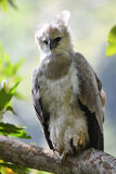 Harpy Eagle