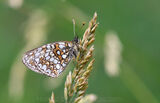 Heath Fritillary