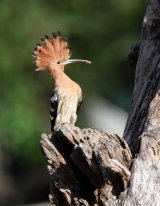 Hoopoe