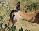 Impala