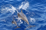 Indo Pacific Bottlenose Dolphins