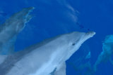 Indo Pacific Bottlenose Dolphin