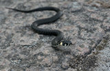 Juvenile Grass Snake