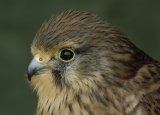 Kestrel (Captive)