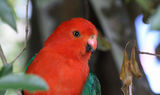 King Parrot
