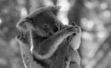 Koala (Captive)