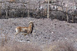 Ladakh Urial