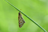 Large Chequered Skipper