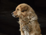 Leh Pooch