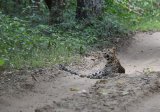 Sri Lankan Leopard