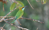 Little Green Bee Eater