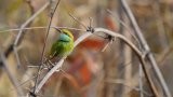 Asian Green Bee Eater
